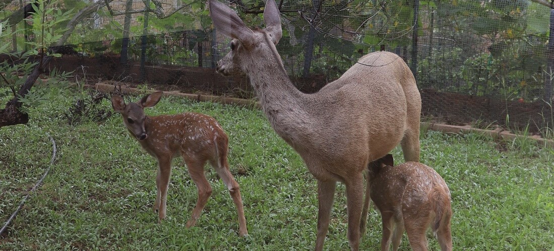 A doe with 3-week old twin fawns stands outside the monastery window.